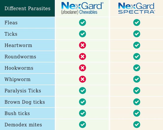 nexgard+vs+nexgard+spectra+compare+Treat+parasites+fleas_heartworm+roundworm